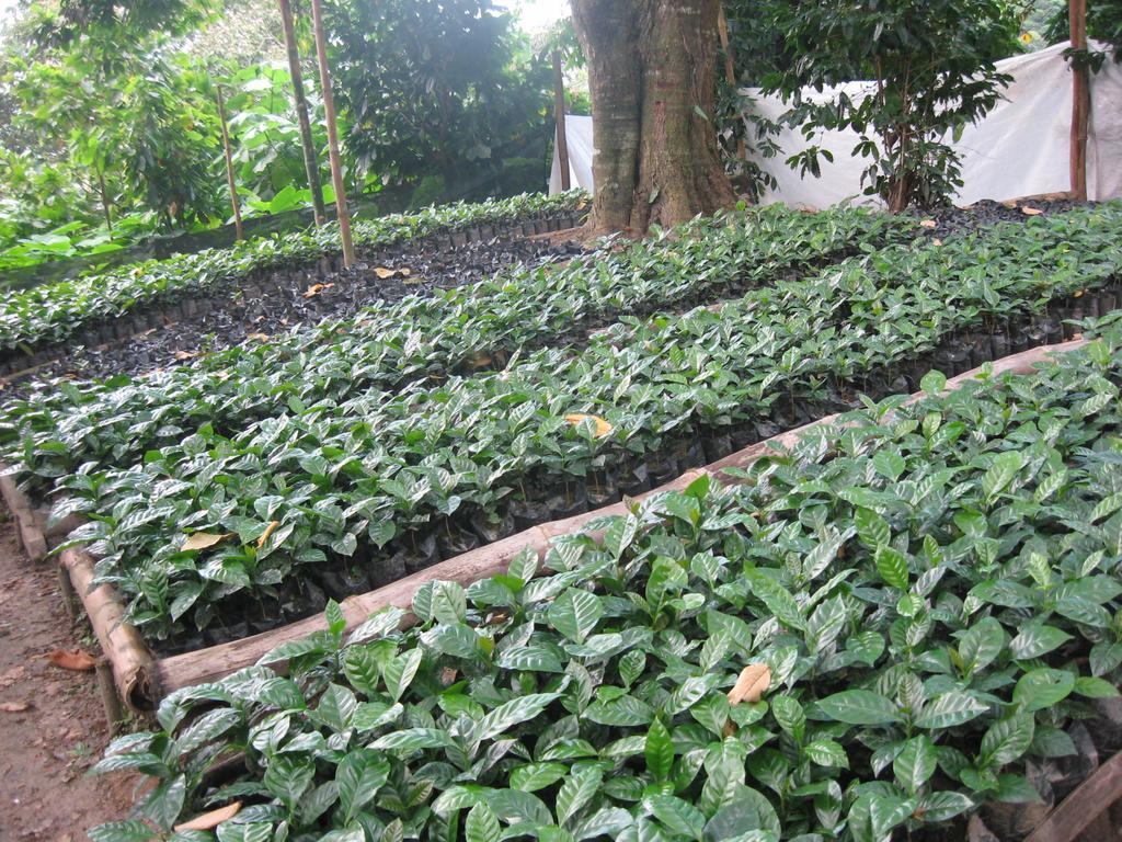 Finca San Rafael - Cafe Y Cacao Minca Exterior photo